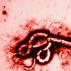 Лихорадка Эбола — симптомы, лечение, история вируса